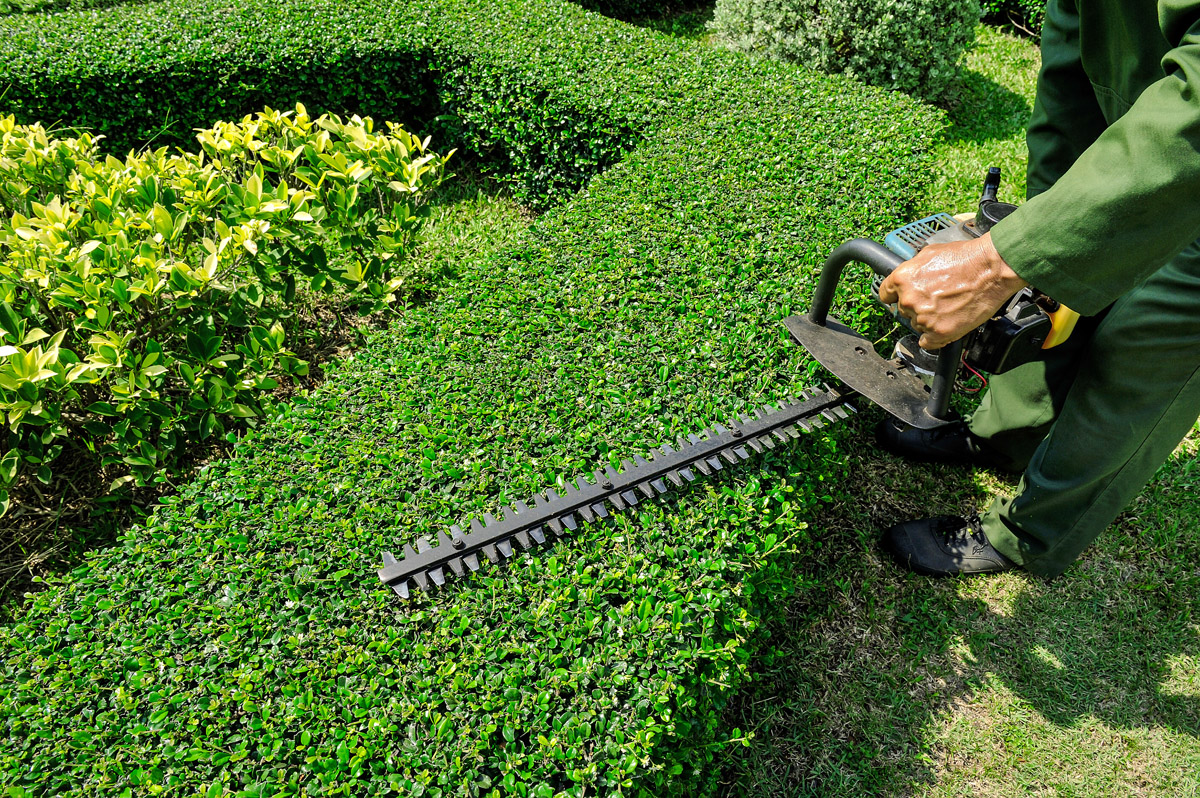 hedge trimmers Brisbane